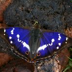 Schillerfalter (Männchen) beim Naschen auf Naturkost