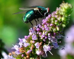 Schillerfliege