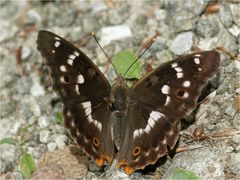 Schillerlos  - Als Schillerfalter erkannt?