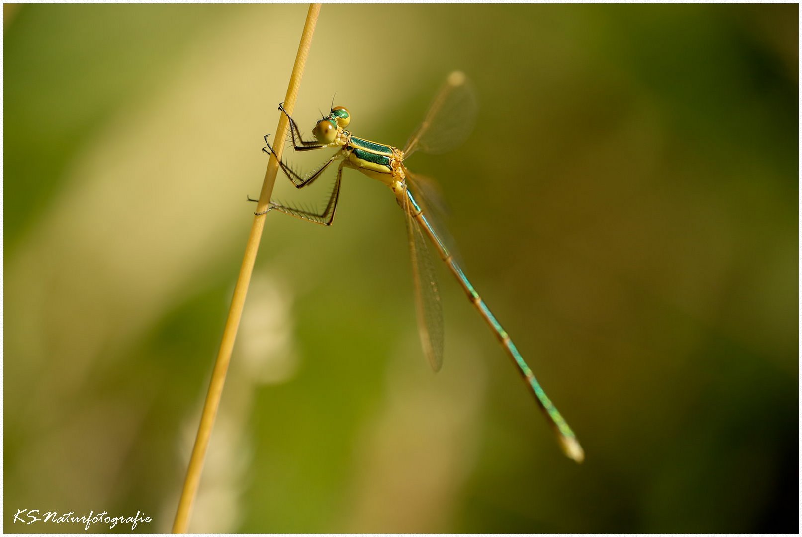 Schillernd und klein - Iridescent and small