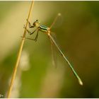 Schillernd und klein - Iridescent and small