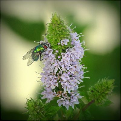 Schillernde Besucherin