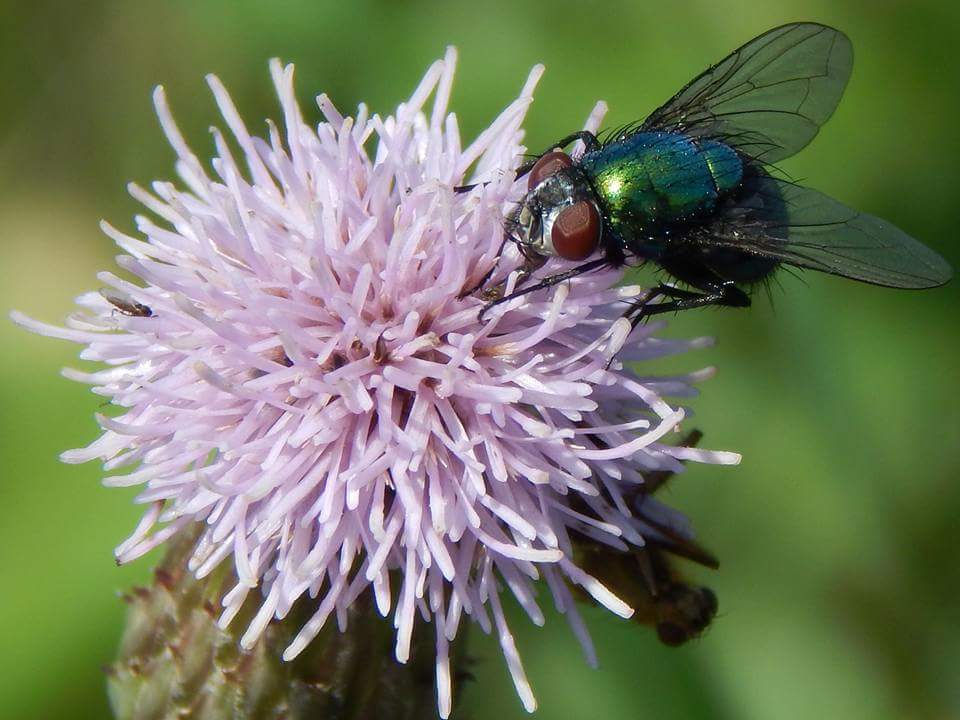 Schillernde Farben