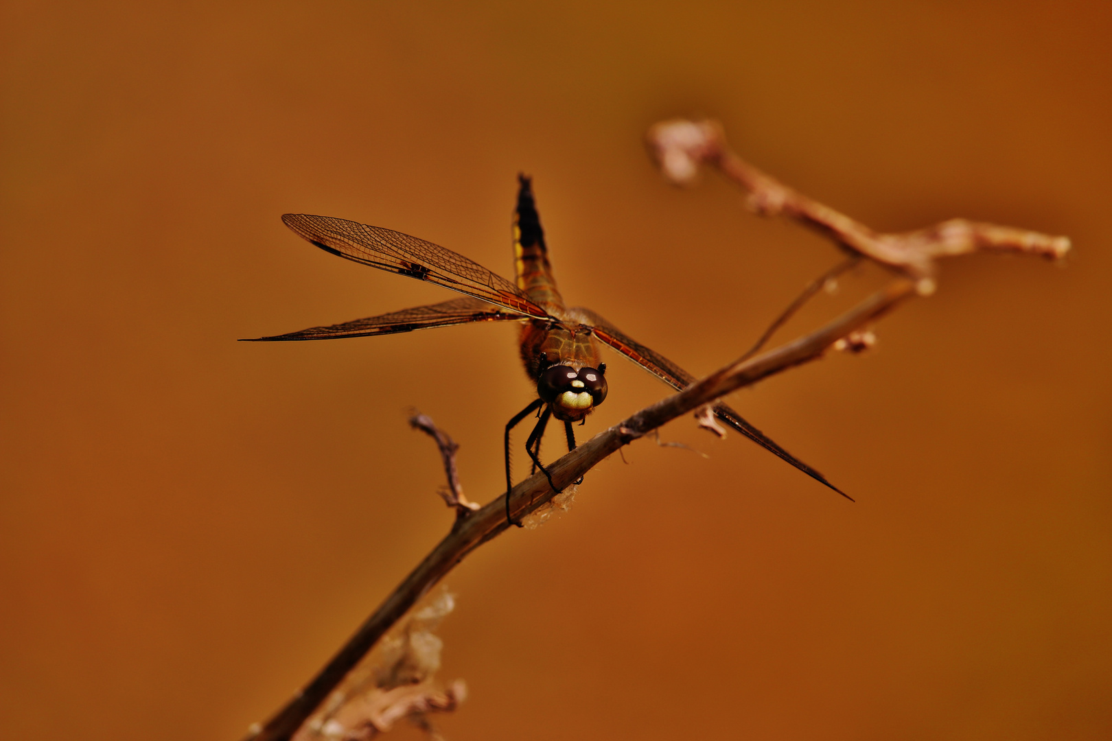 Schillernde Farben/3