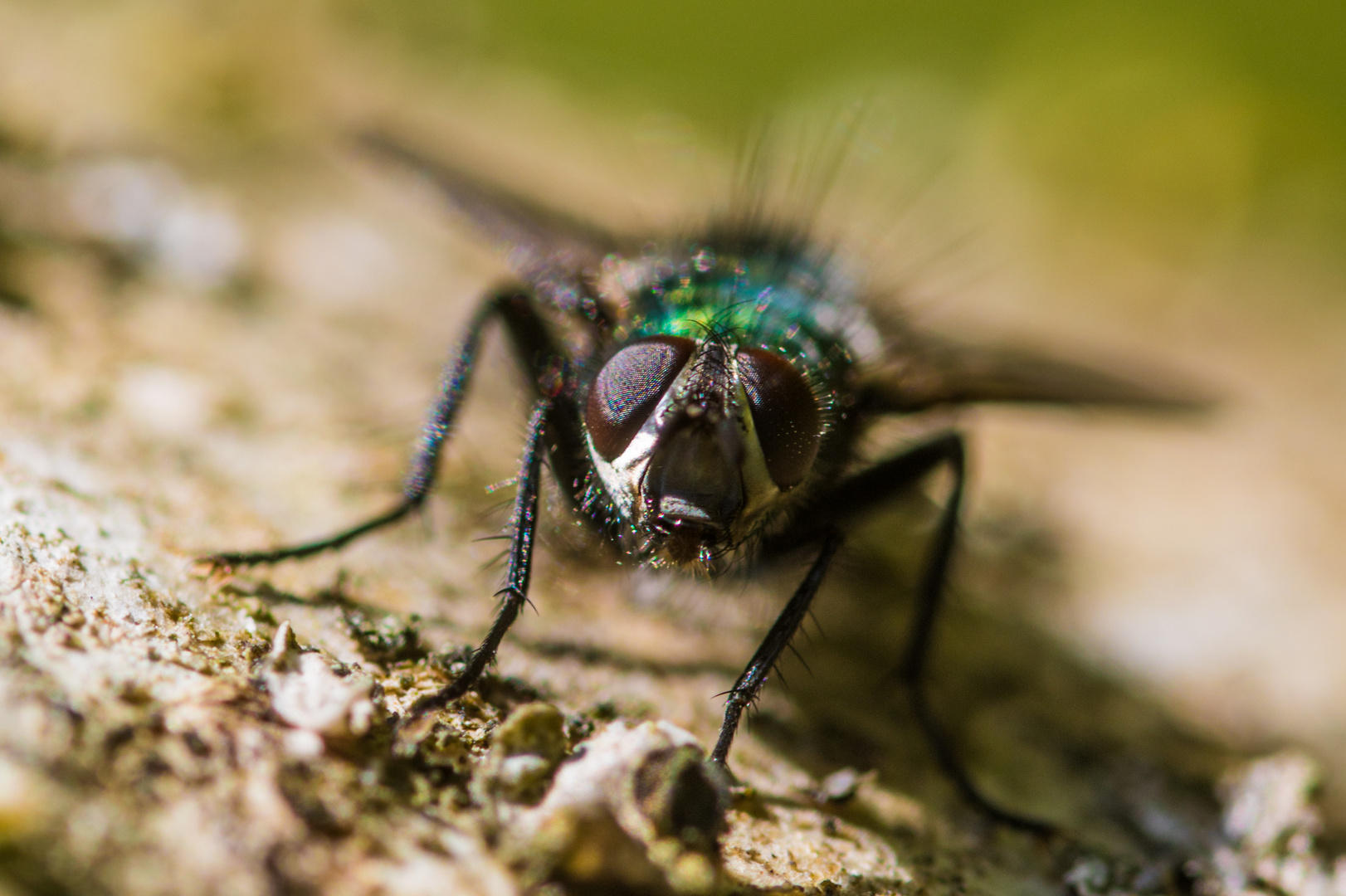 Schillernde Fliege beim Sonnenbad