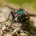 Schillernde Fliege beim Sonnenbad