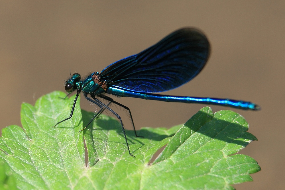 Schillernde Prachtlibelle