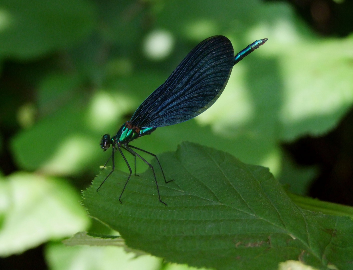 Schillernde Prachtlibelle