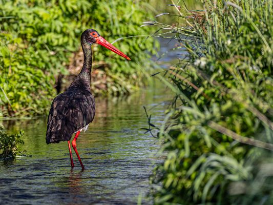 Schillernde Schönheit