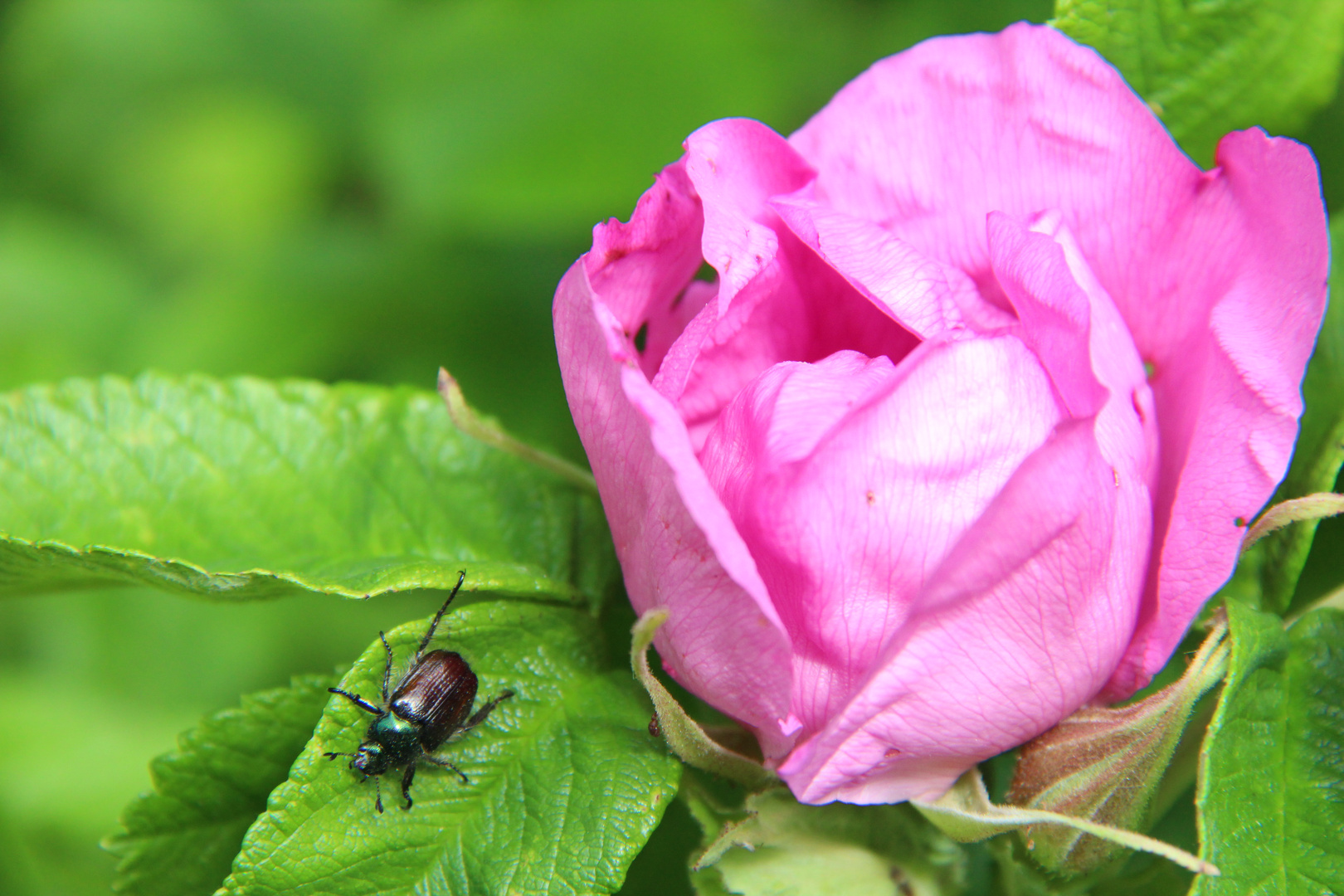 Schillernder Besuch