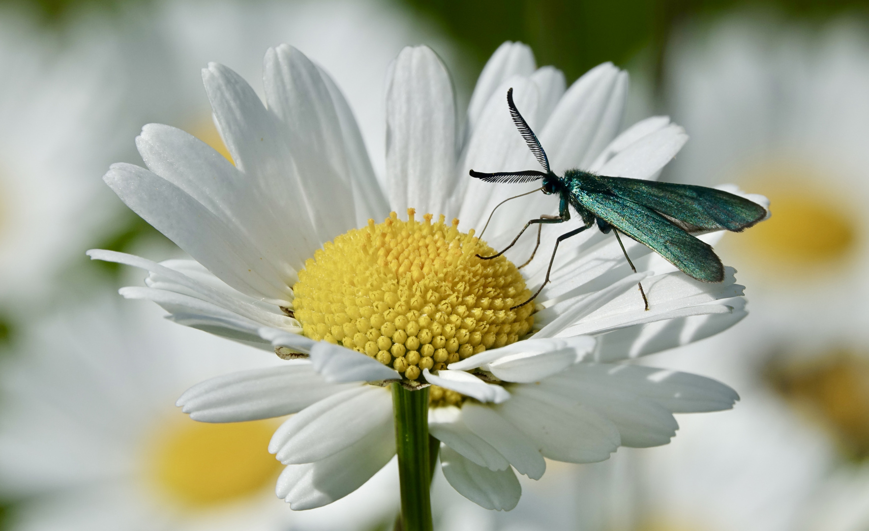 Schillernder Besuch