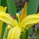 schillernder Besuch