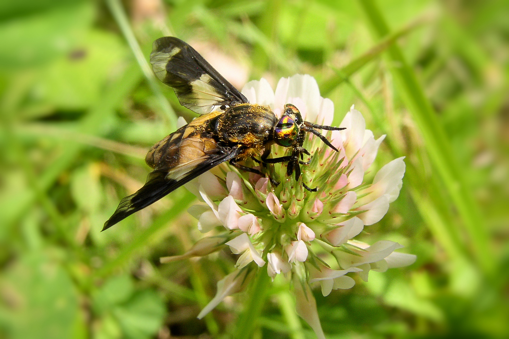 schillernder Blick - Gemeine Blindbremse (Chrysops caecutiens)