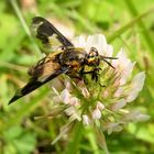 schillernder Blick - Gemeine Blindbremse (Chrysops caecutiens)