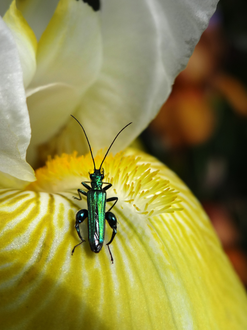 Schillernder Scheinbockkäfer auf Iris Barbata © Heike Wahnbaeck