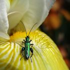 Schillernder Scheinbockkäfer auf Iris Barbata © Heike Wahnbaeck