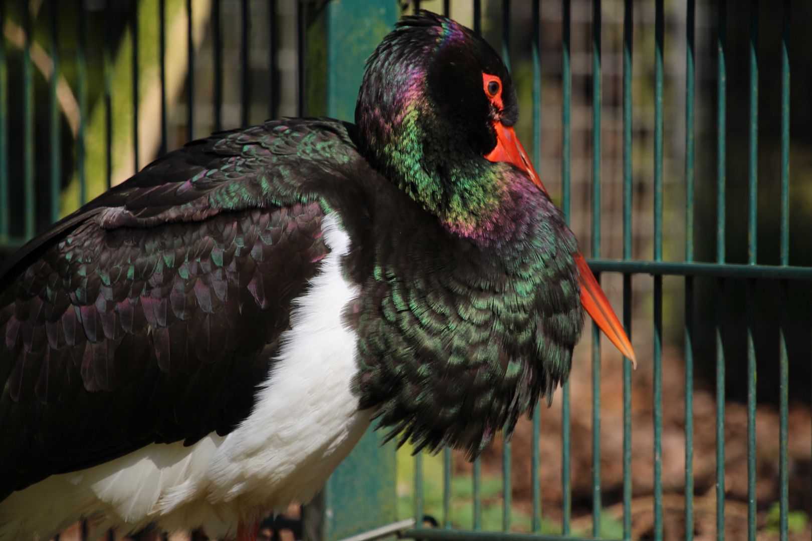 "Schillernder Vogel"