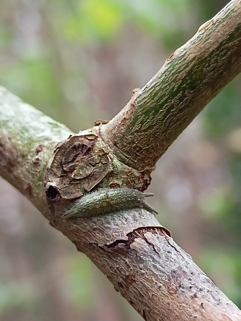 Schillernder Wald