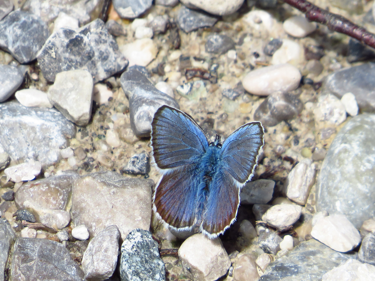 schillerndes Blau