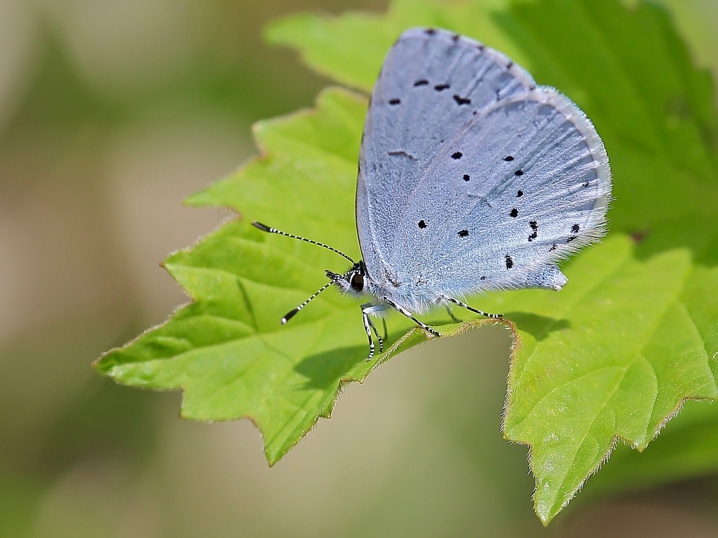 Schillerndes Blau auf zartem Grün