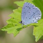 Schillerndes Blau auf zartem Grün