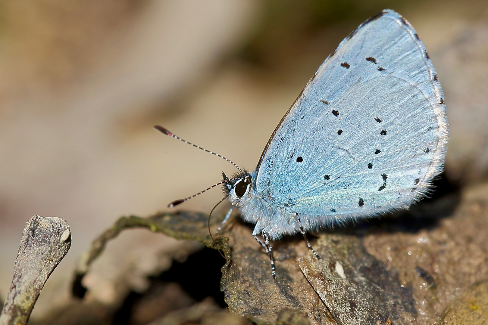 Schillerndes Blau im Schlamm