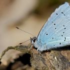 Schillerndes Blau im Schlamm