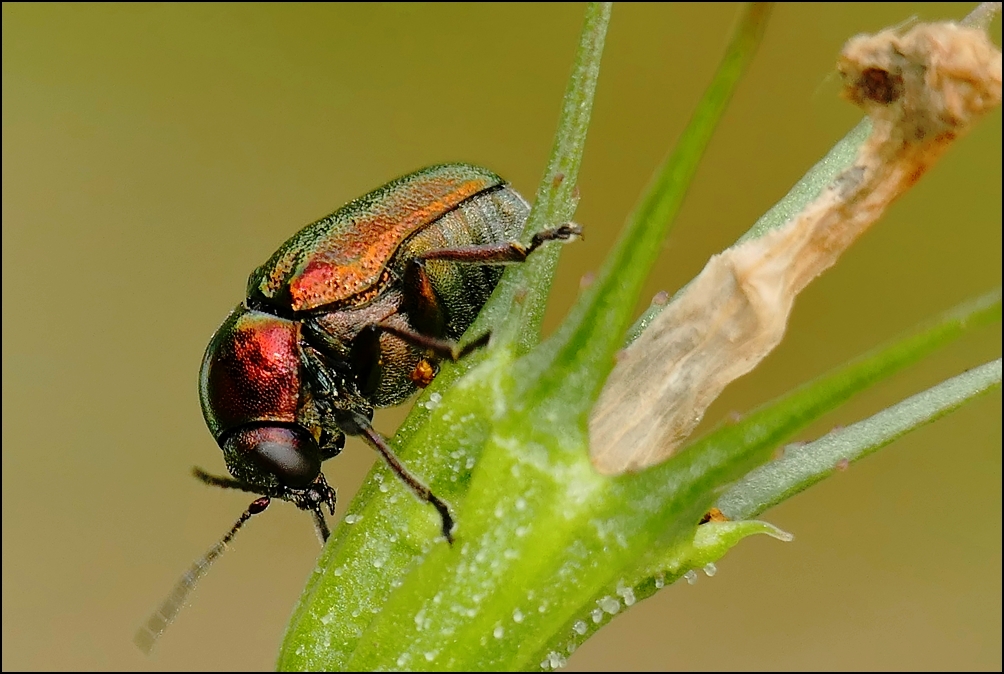 schillerndes Dickerchen