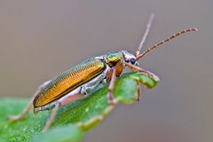 Schillerndes Kerlchen