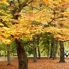 Schillerpark im Herbst 1