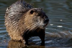 Schillerpark Nutria.....