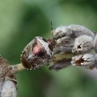 Schillerwanze (Eysarcoris venustissimus) auf verblühtem Lavendel