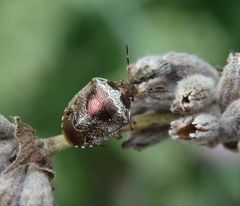 Schillerwanze (Eysarcoris venustissimus) auf verblühtem Lavendel