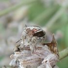 Schillerwanze (Eysarcoris venustissimus) auf verblühtem Lavendel