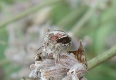 Schillerwanze (Eysarcoris venustissimus) auf verblühtem Lavendel