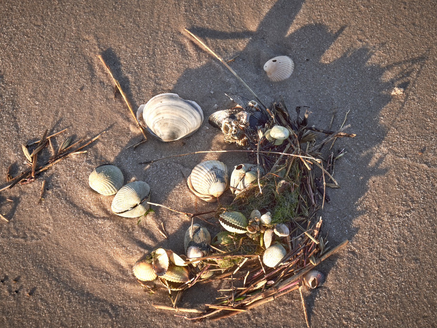 Schillig Strandgut