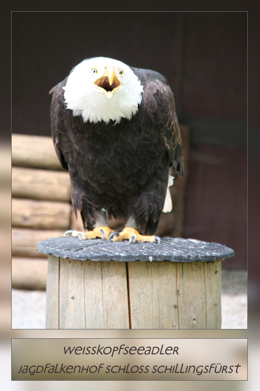 Schillingfürst: Bayerischer Jagdfalkenhof - Seeadler