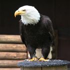 Schillingfürst: Bayerischer Jagdfalkenhof - Seeadler II