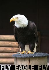 Schillingfürst: Bayerischer Jagdfalkenhof - Seeadler II