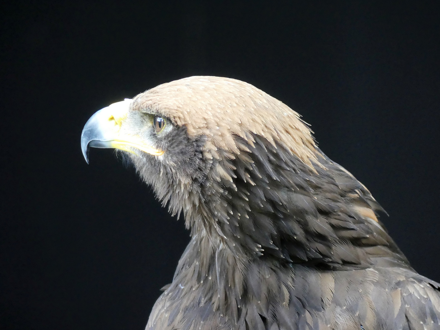 Schillingsfürst - Jagdfalkenhof - July2020