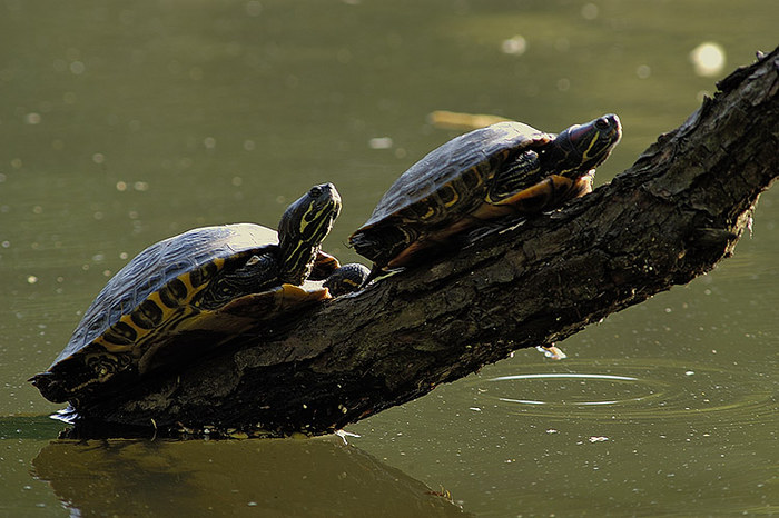 Schilti (Free all Schildkröts!) Zweisam