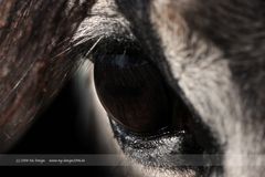 Schimmel - Alles im Blick