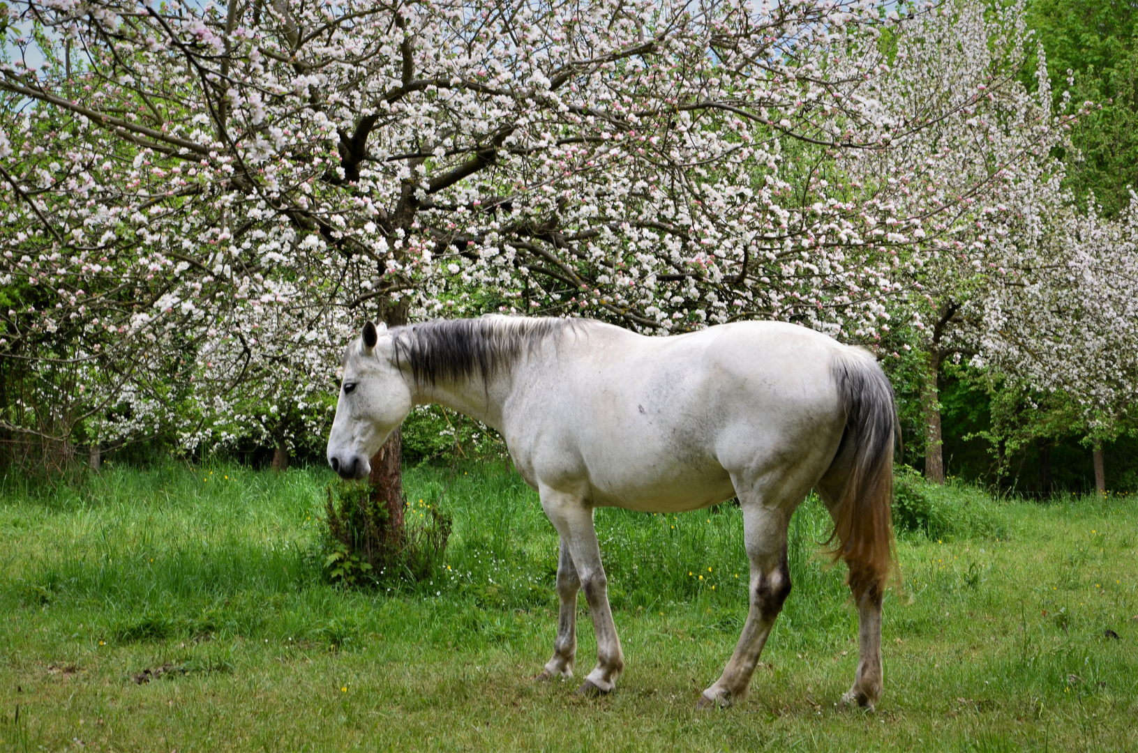 Schimmel auf der Streuobstwiese