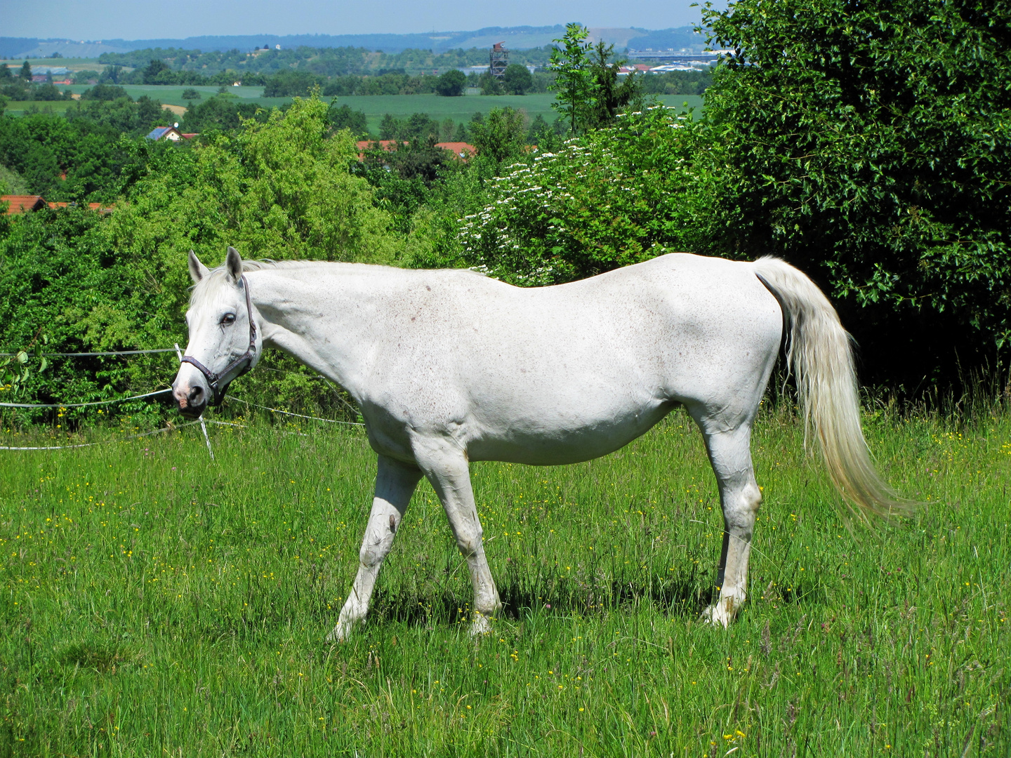 Schimmel auf der Wiese