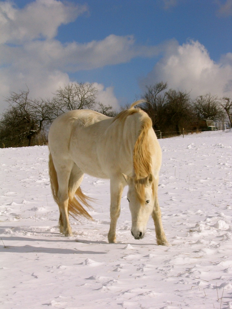 Schimmel auf Schnee