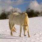 Schimmel auf Schnee