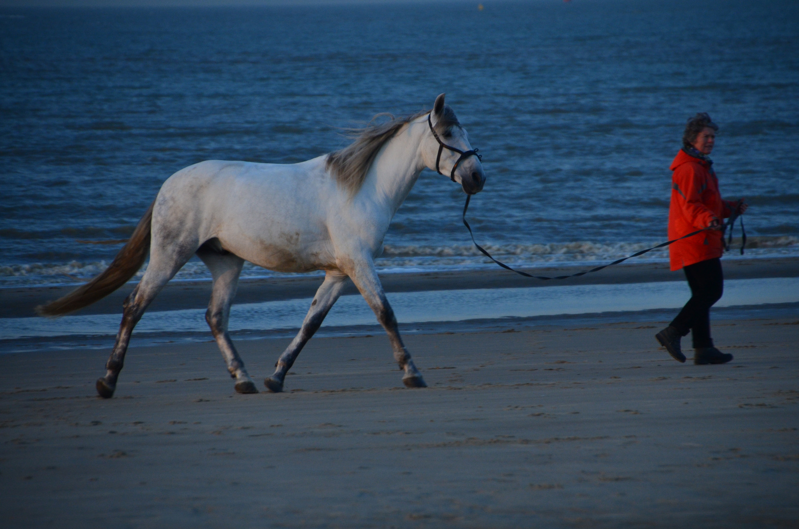 Schimmel beim Strandspaziergang