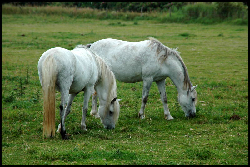 Schimmel im Doppelpack