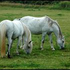 Schimmel im Doppelpack