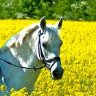 Schimmel im Rapsfeld